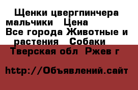 Щенки цвергпинчера мальчики › Цена ­ 25 000 - Все города Животные и растения » Собаки   . Тверская обл.,Ржев г.